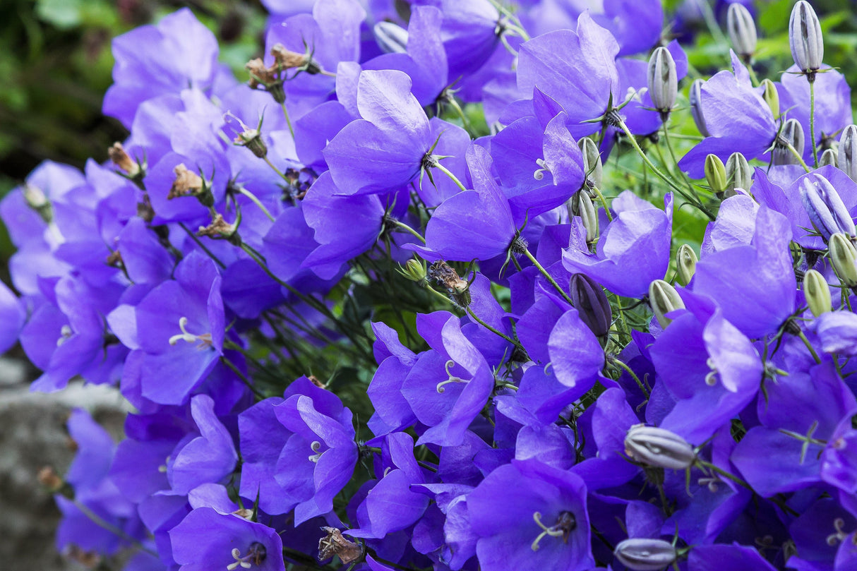 1000 TUSSOCK BELLFLOWER (Carpathian Bellflower) Campanula Carpatica Flower Seeds