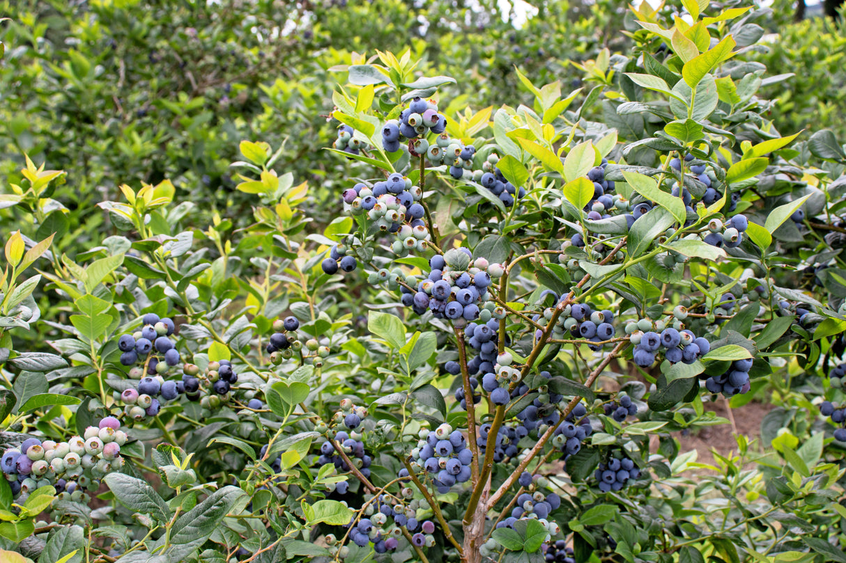 50 Northern HIGHBUSH BLUEBERRY BUSH Vaccinium Fruit Shrub Blue Berry White Flower Seeds