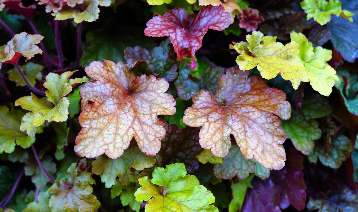 1200 Mixed Colors CORAL BELLS HEUCHERA Shade Flower Seeds
