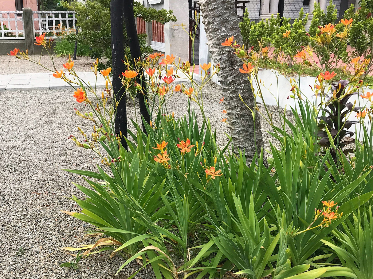 10 FRECKLEFACE BLACKBERRY LILY (Leopard Lily) Belamcanda Chinensis Iris Domestica Flower Seeds