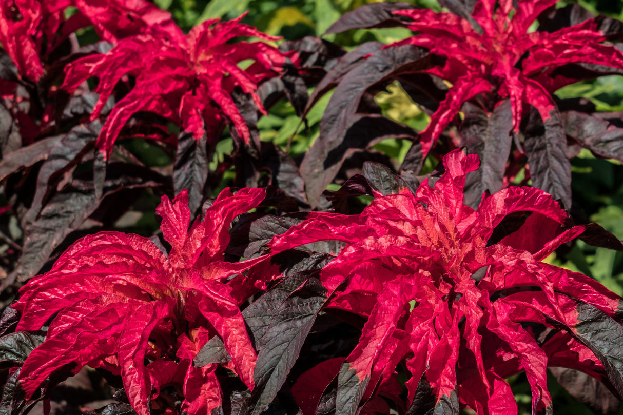 200 AMARANTHUS MOLTEN FIRE Amaranthus Gangeticus Flower Seeds