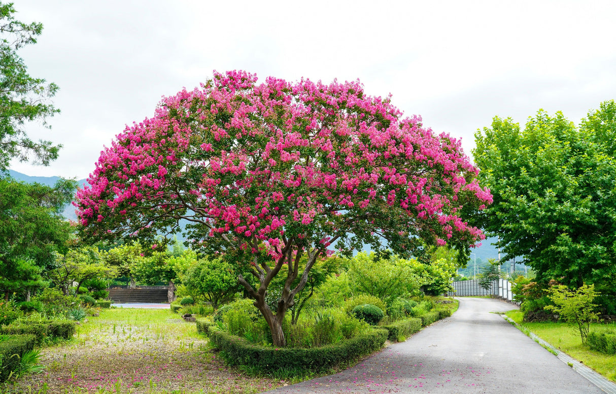 50 MIXED CREPE MYRTLE Lagerstroemia Indica Tree Shrub Crape 6 Color Mix - Red, Purple, Light Pink, Dark Pink, White, & Lilac Flower Seeds