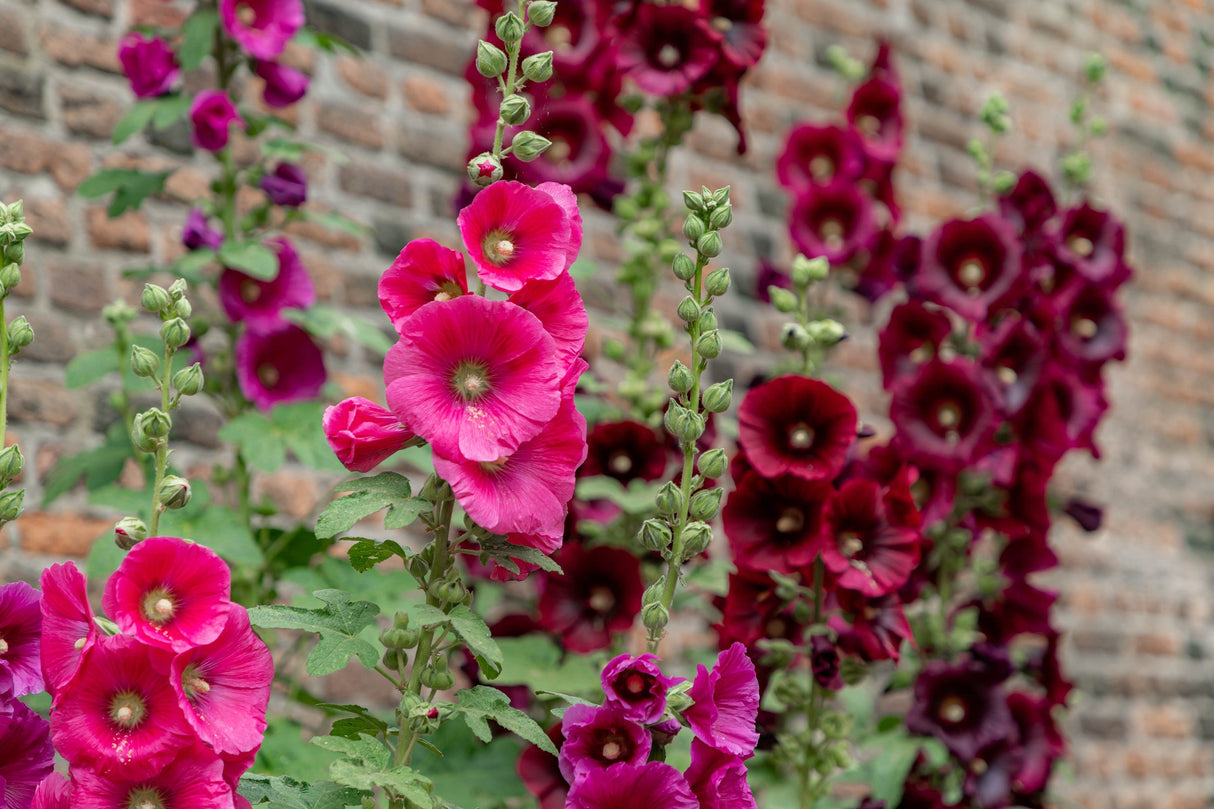 25 BRIGHT PINK HOLLYHOCK Alcea Rosea Flower Seeds Perennial