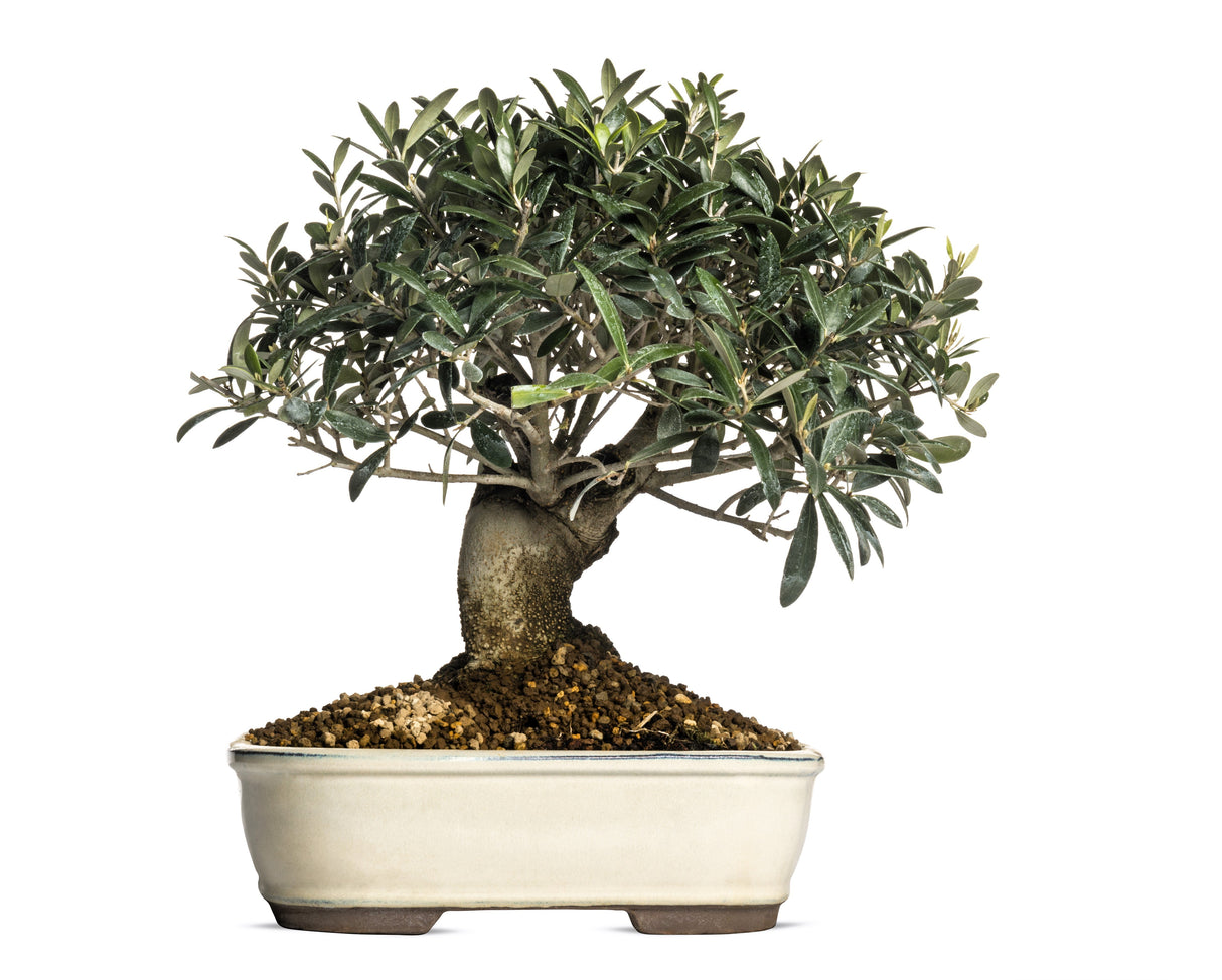 15 EUROPEAN OLIVE TREE Olea Europaea Edible Common Green Black Fruit Seeds