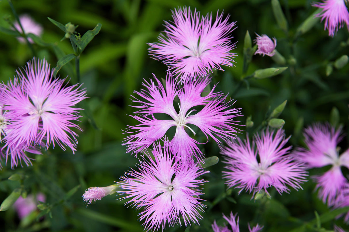 1000 FRINGED PINKS DIANTHUS Superbus White Pink Purple Flower Seeds