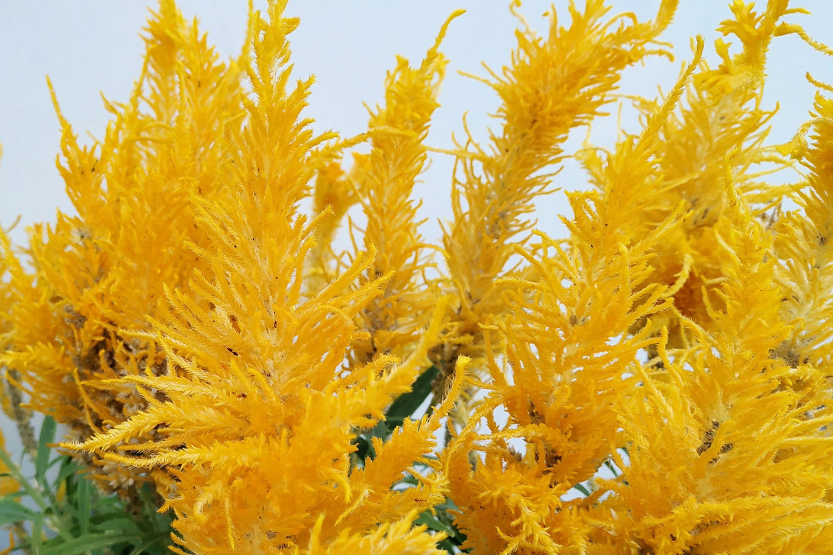 50 AURORA YELLOW AMARANTHUS Tricolor Josephs Coat Flower Seeds