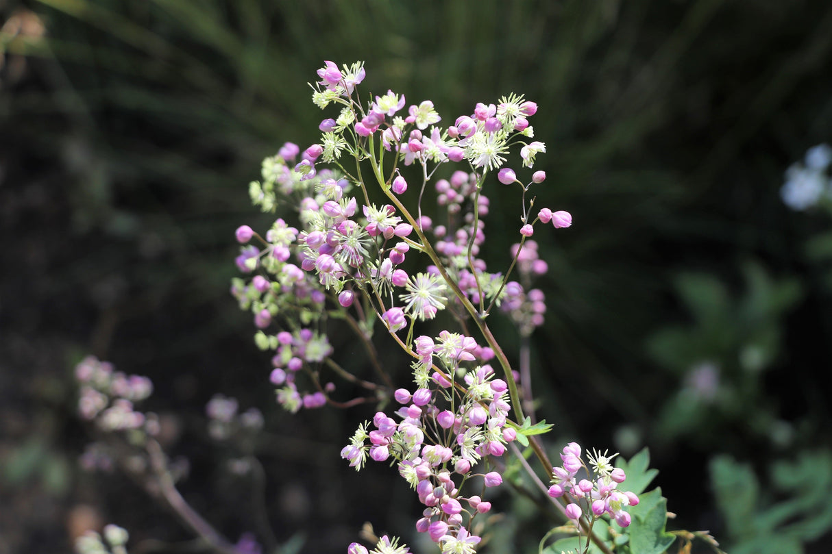 5 CHINESE MEADOW RUE Pink Yunnan Thalictrum Dipterocarpum Delavayi Flower Seeds