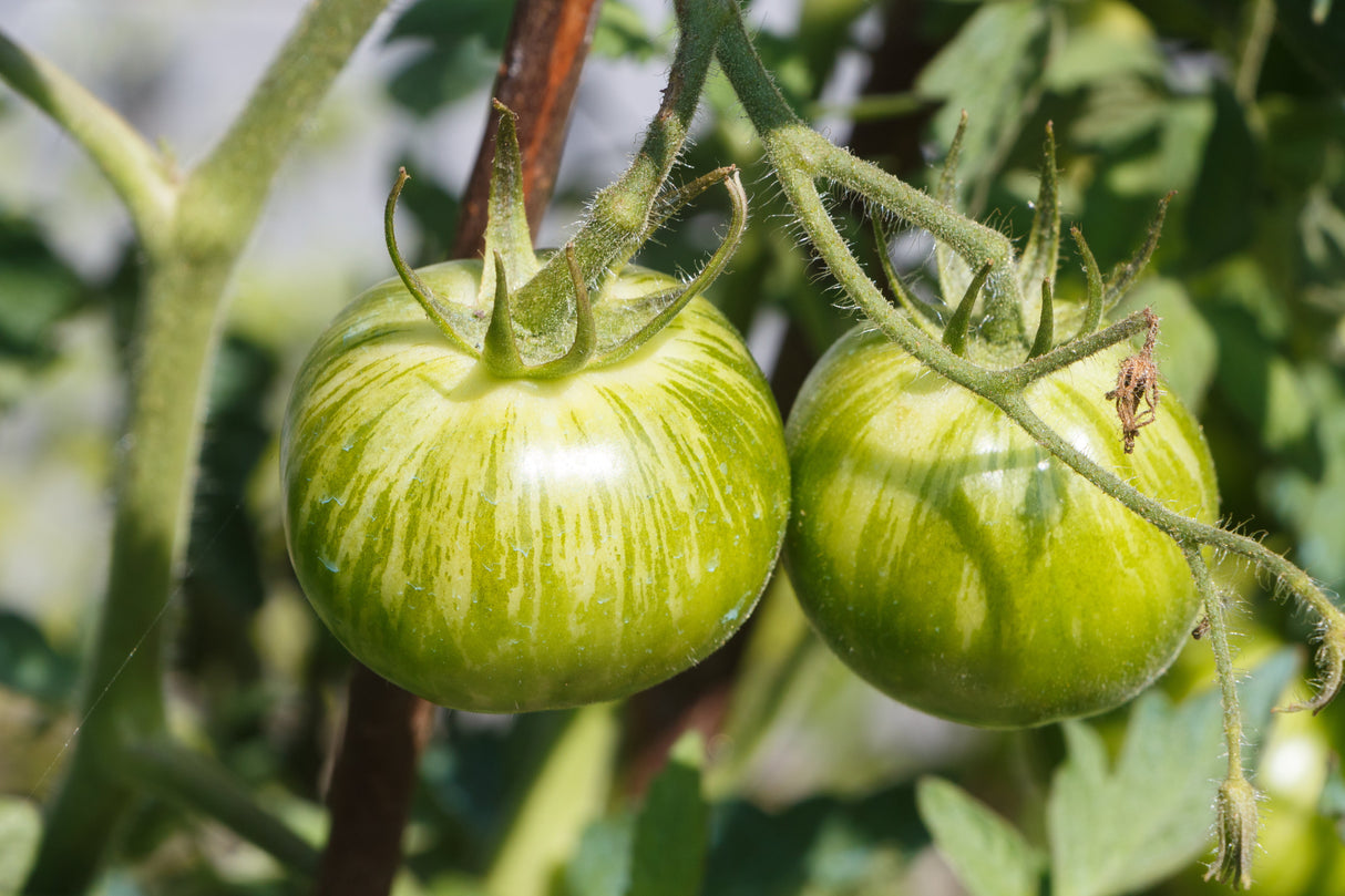 50 GREEN ZEBRA TOMATO Striped Lycopersicon Fruit Vegetable Seeds