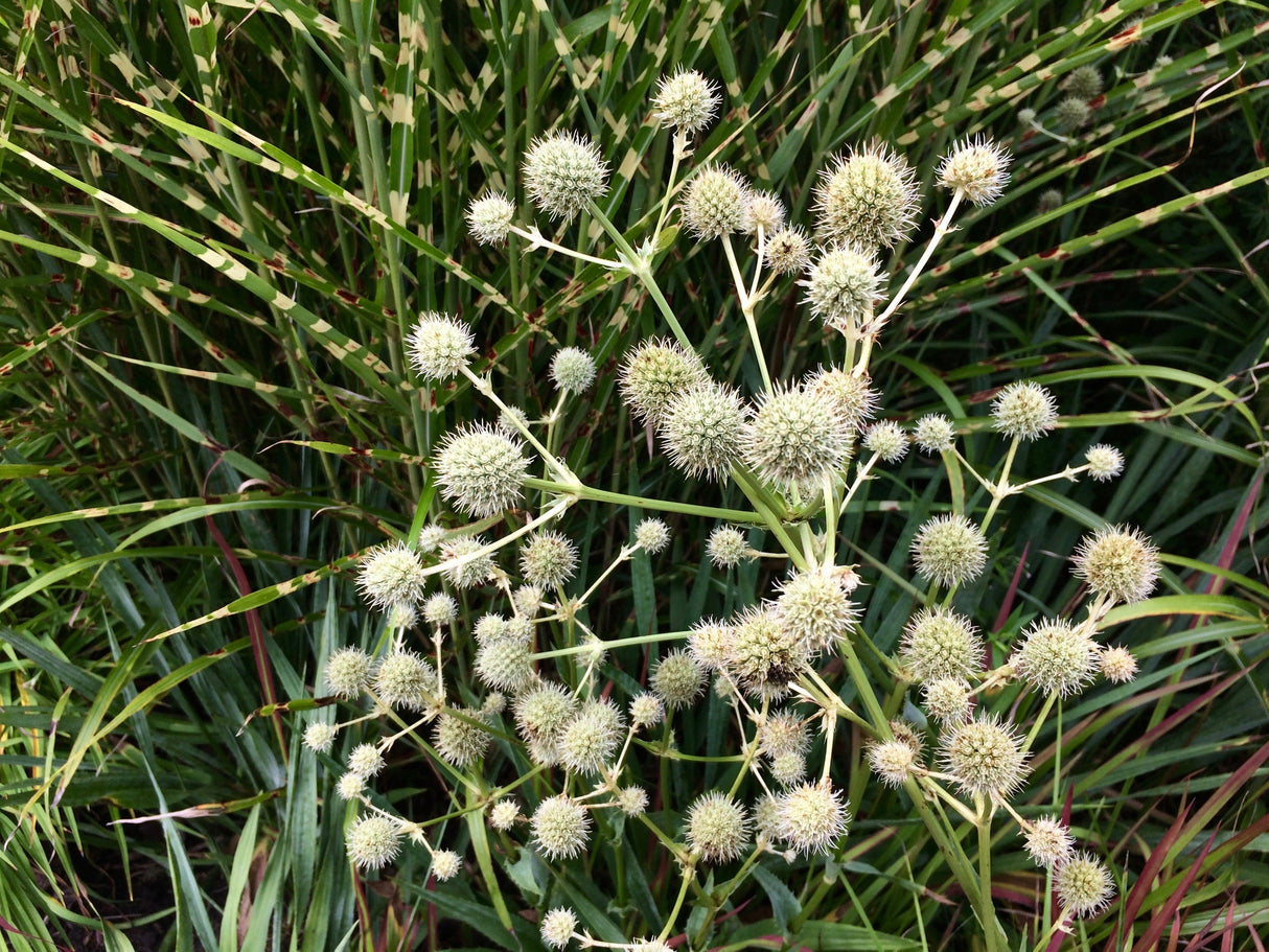 200 RATTLESNAKE MASTER / Button Snakeroot Eryngium Yuccifolium Flower Seeds