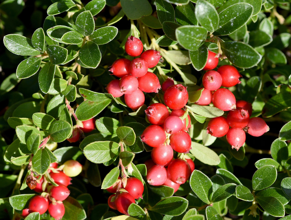 100 Perennial CRANBERRY American Vaccinium Macrocarpon Red Fruit Bush Seeds