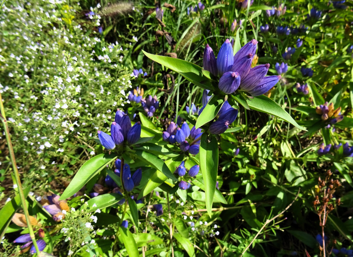 200 BOTTLE GENTIAN (Closed or Blind Gentian / Cloistered Heart) Gentiana Andrewsii Flower Seeds