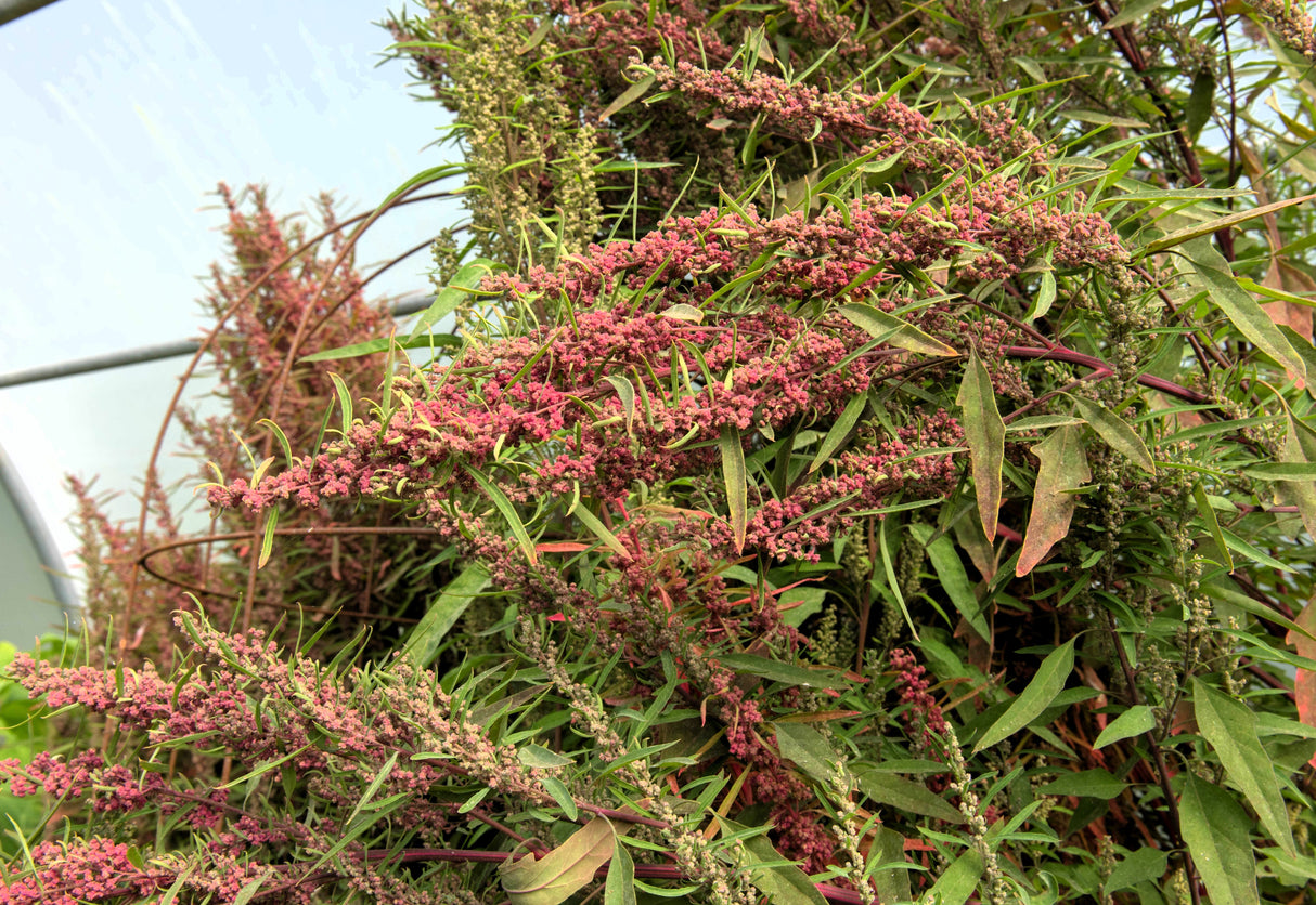 50 Organic RED AZTEC SPINACH Huauzontle Chenopodium Berlandieri Greens Vegetable Seeds
