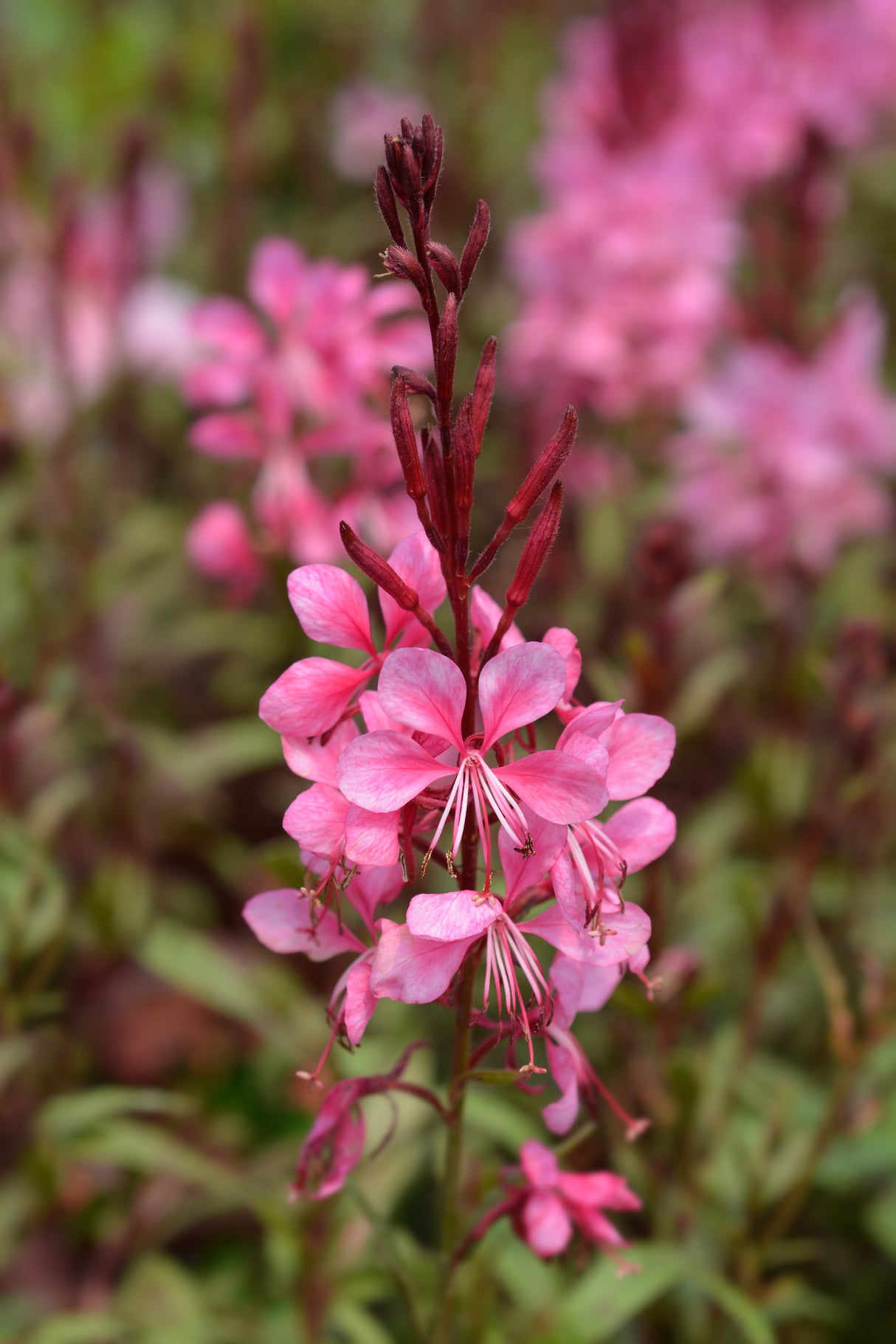 100 Pink GAURA WHIRLING BUTTERFLIES Gaura Biennis Flower Seeds