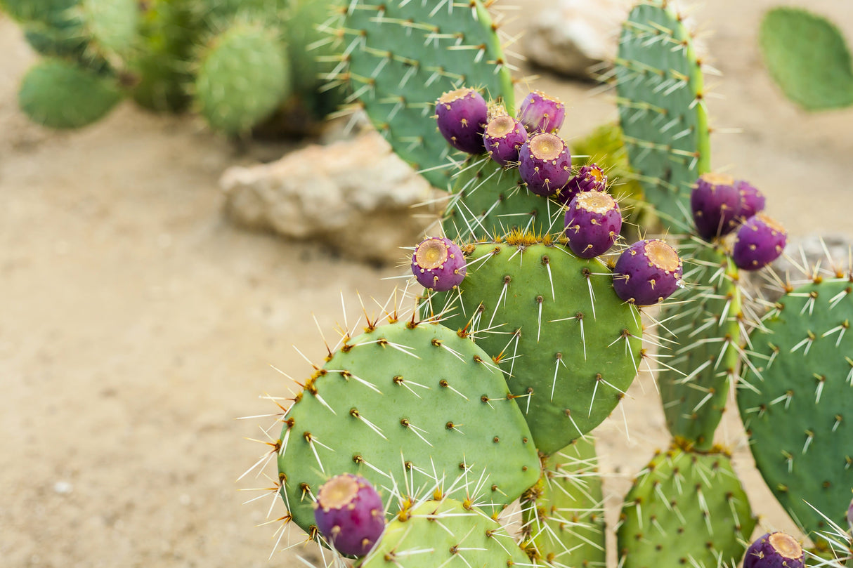 10 Yellow PRICKLY PEAR CACTUS Nopal Opuntia Ficus-Indica Flower Purple Fruit Seeds