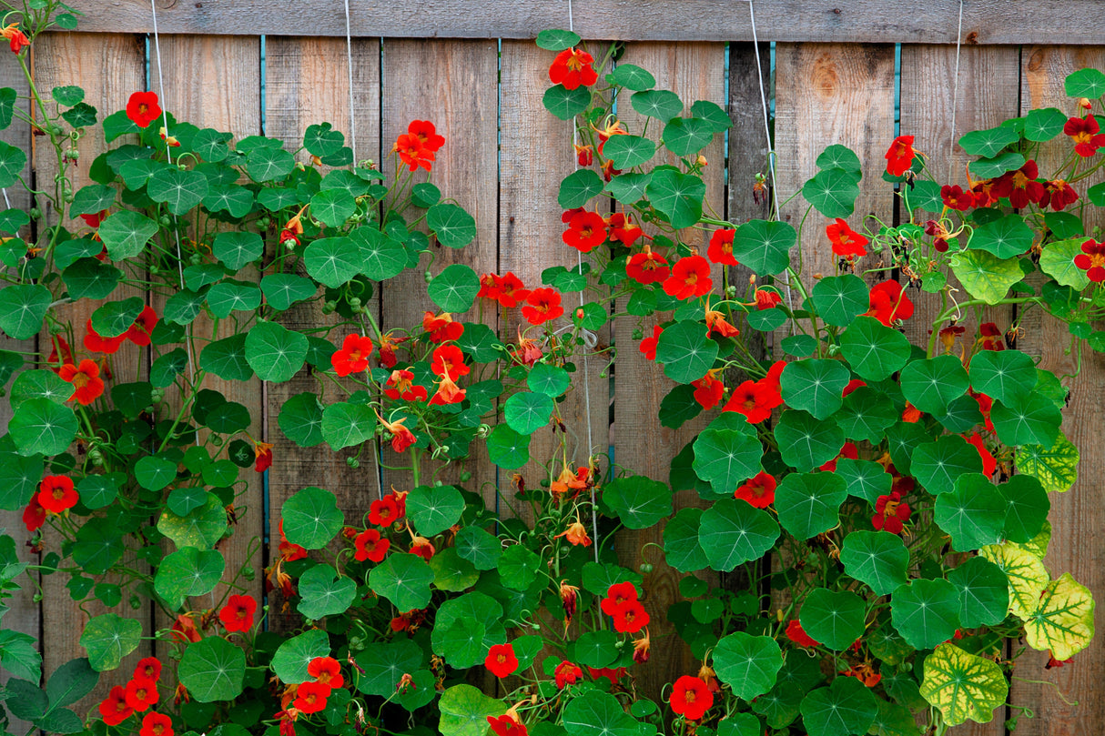 50 Mixed Colors DWARF JEWEL NASTURTIUM Tropaeolum Minus Flower Seeds