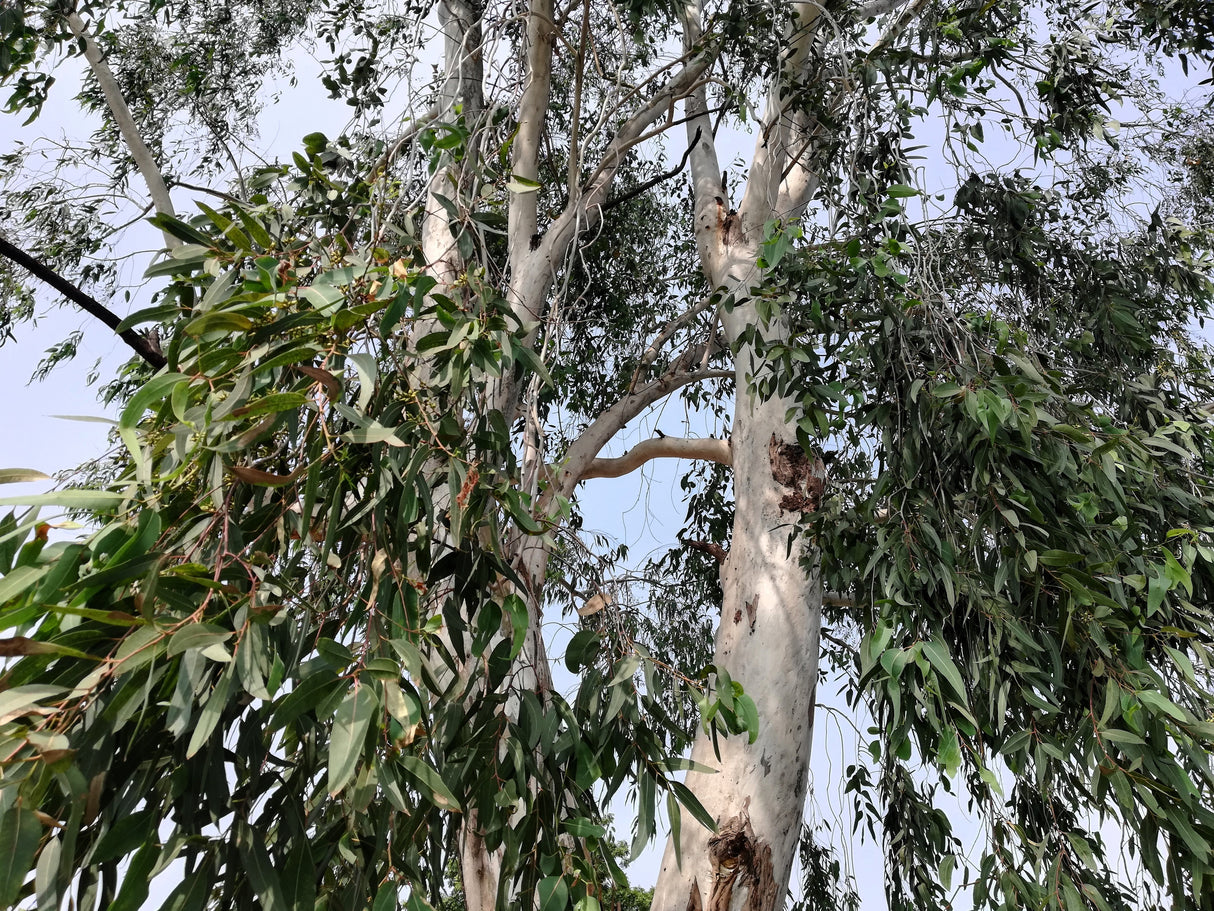 25 RED FOREST GUM Tree Eucalyptus Tereticornis Blue Grey Mountain Flower Seeds