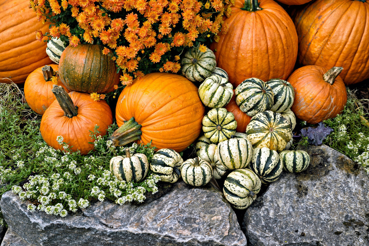25 SWEET DUMPLING SQUASH Orange Winter Delicata Cucurbita Maxima Vegetable Seeds