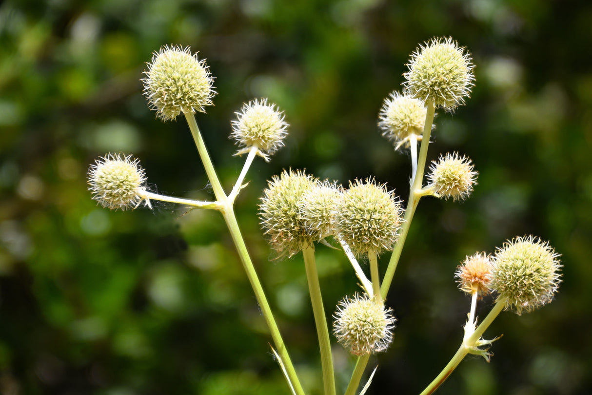 200 RATTLESNAKE MASTER / Button Snakeroot Eryngium Yuccifolium Flower Seeds