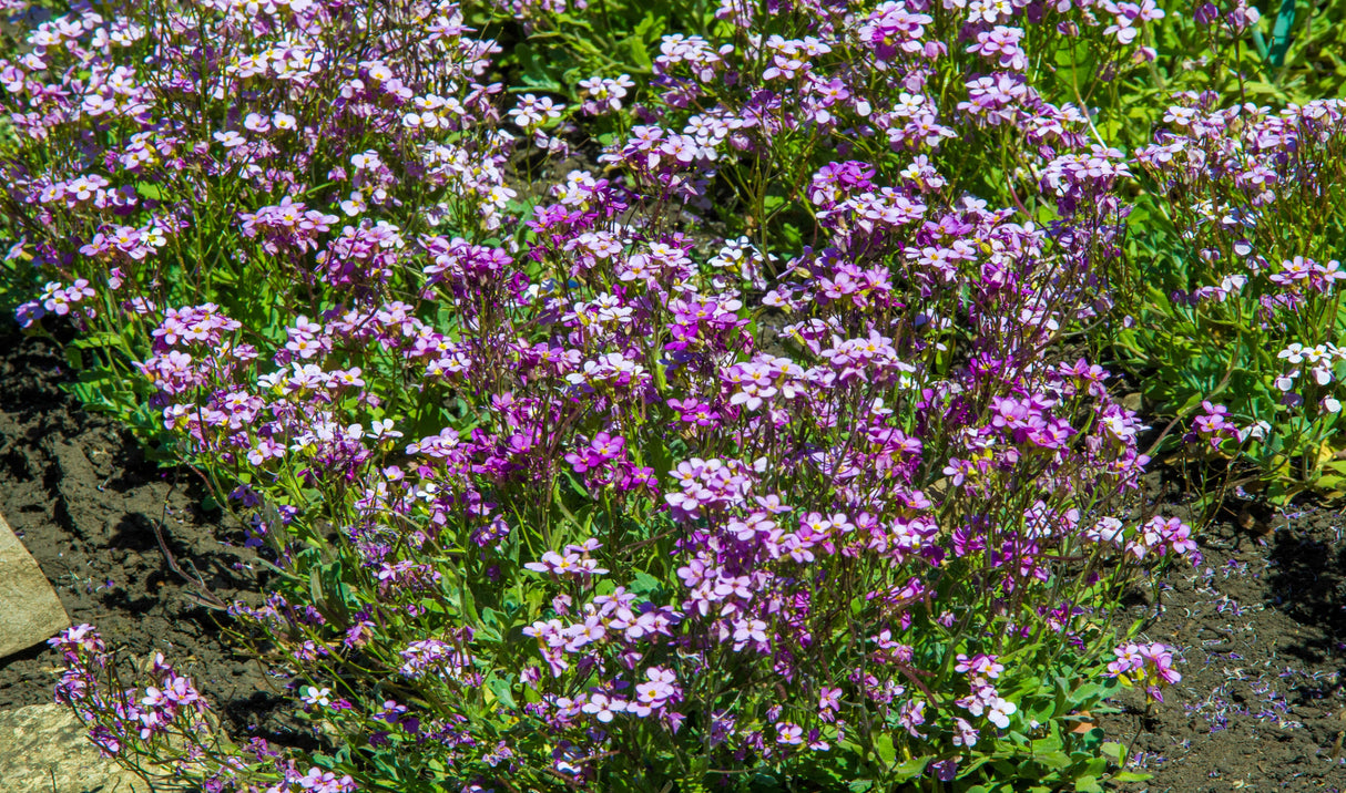 500 EVENING ( night ) SCENTED STOCK Matthiola Longipetala Bicornis Flower Seeds