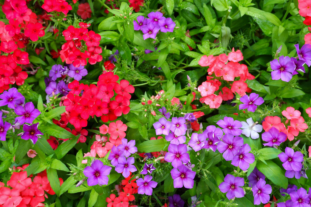 100 Mixed Colors DRUMMOND PHLOX MIX Pink, Red, White, Purple Phlox Drummondii Flower Seeds