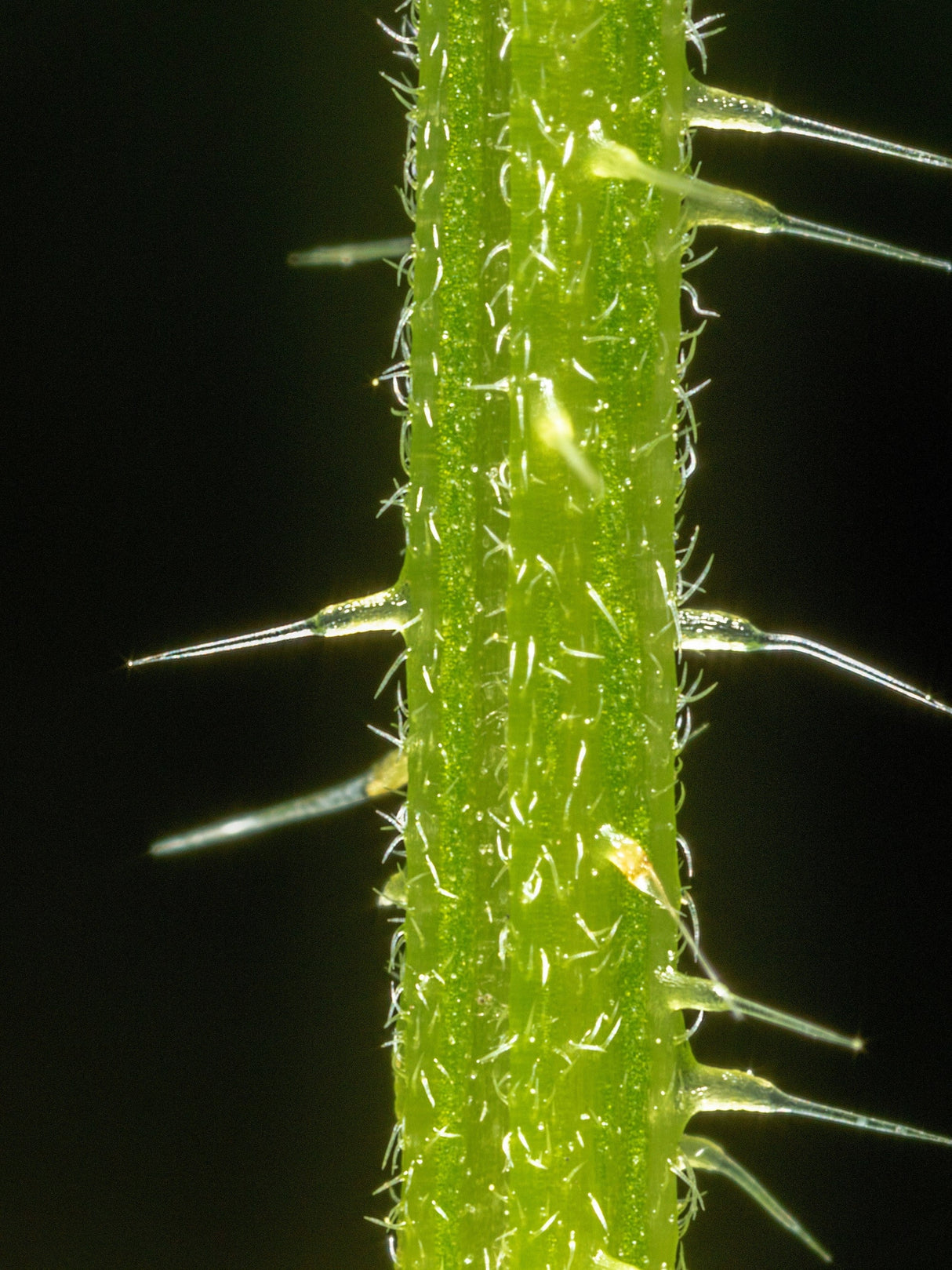 200 STINGING NETTLE Urtica Dioica (aka Common, California, or Bull Nettle / Tread Softly) Flower Seeds