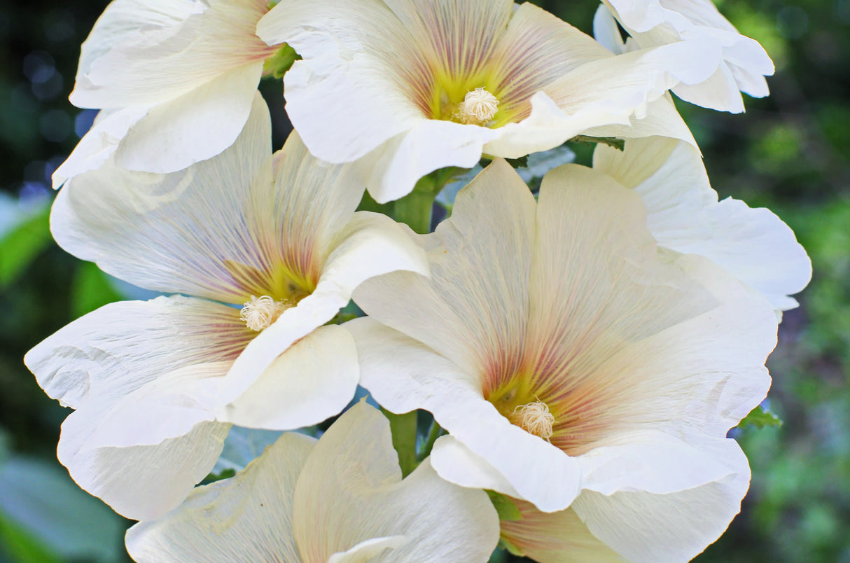 25 WHITE HOLLYHOCK Alcea Rosea Flower Seeds Perennial