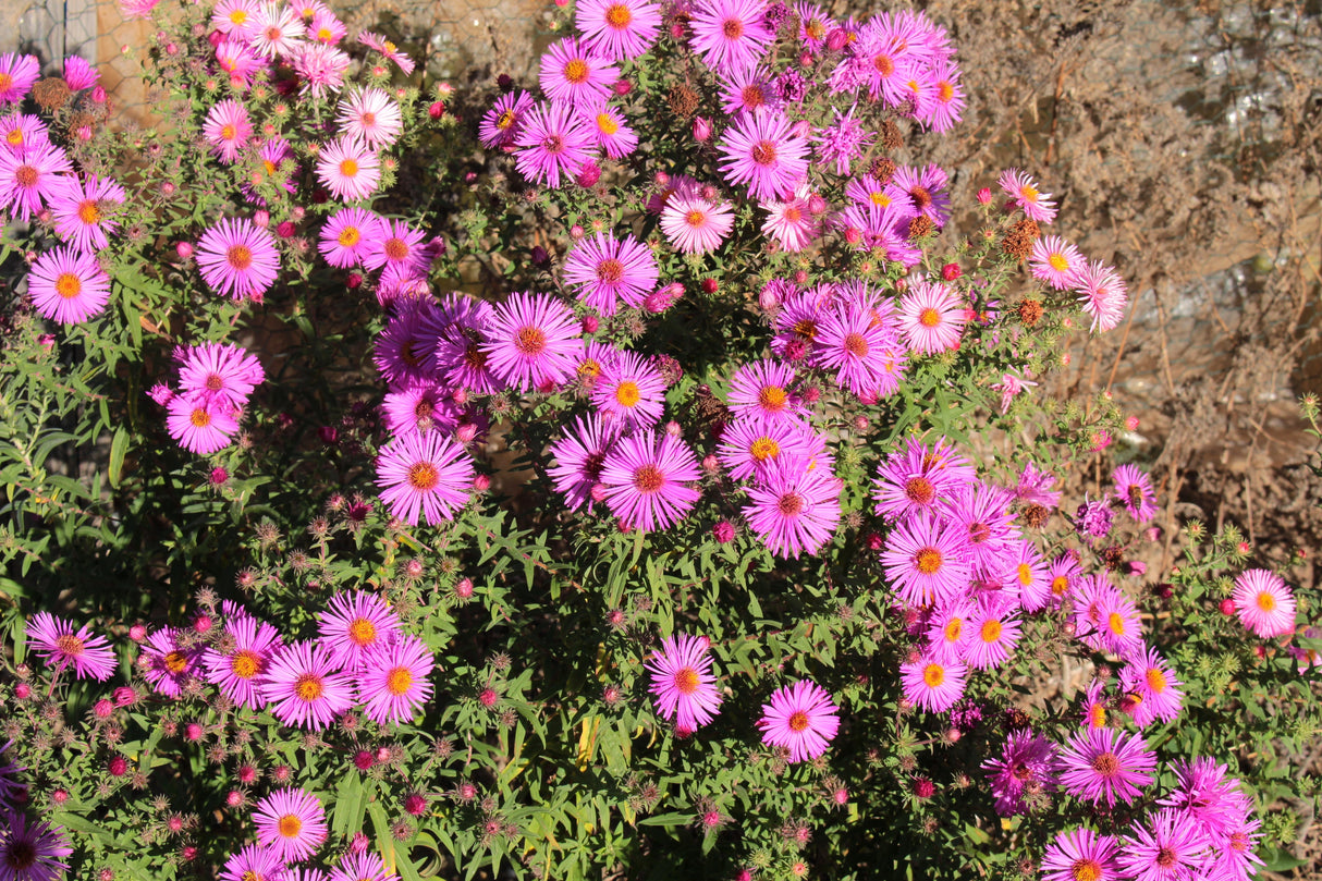 25 Table Mountain ICE PLANT Magenta Fuchsia Delosperma Cooperi Hardy Pink Carpet Flower Seeds