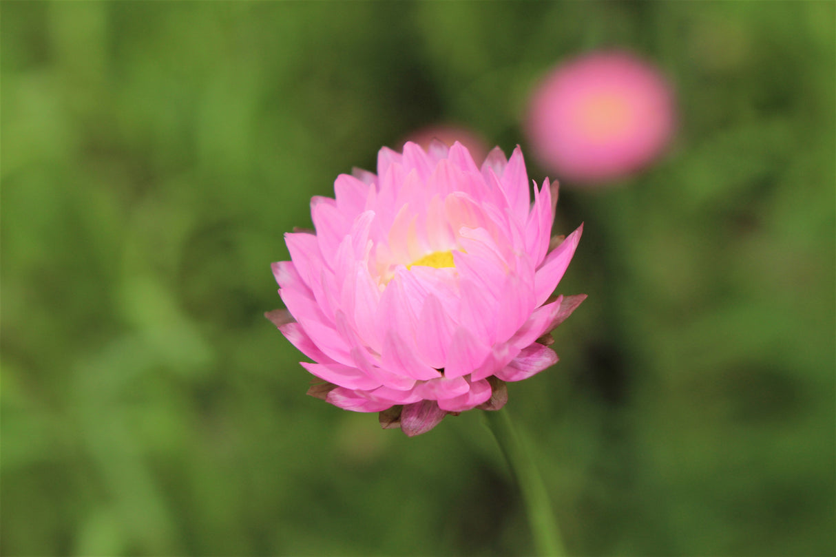 100 MIXED DOUBLE ACROCLINIUM Paper Daisy Helipterum Roseum Rhodanthe Flower Seeds