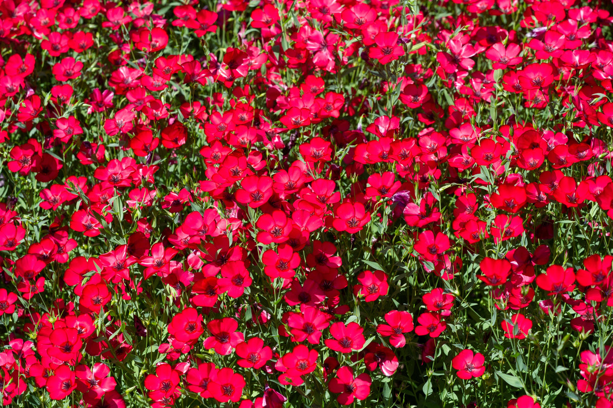500 Red SCARLET FLAX Linum Grandiflorum Rubrum Flower Seeds