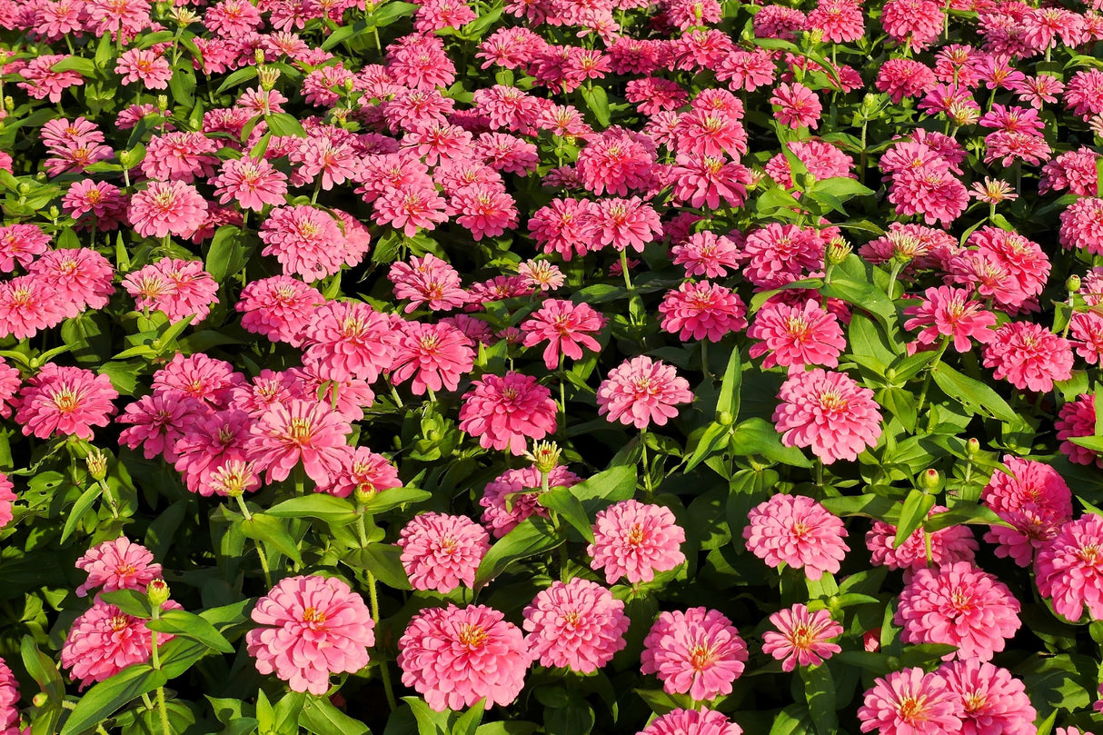250 LUMINOSA PINK ZINNIA Elegans Flower Seeds