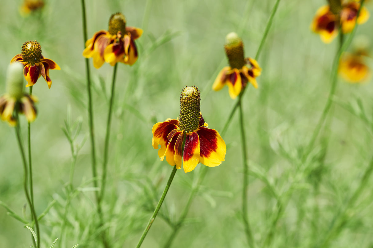 500 MEXICAN HAT Ratibida Columnaris Columnifera Red & Yellow Native Flower Seeds