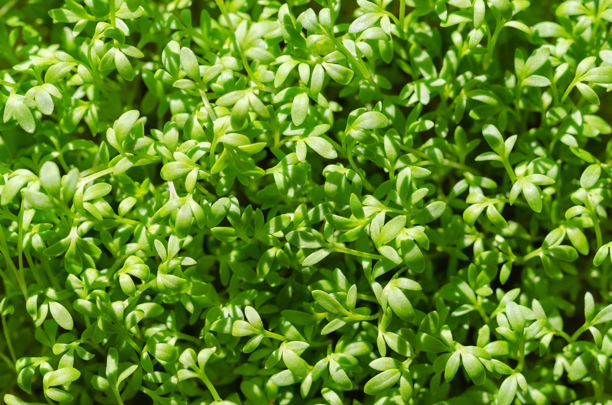 1500 WRINKLED CRINKLED CRESS Garden Lepidium Sativum Greens Vegetable Seeds