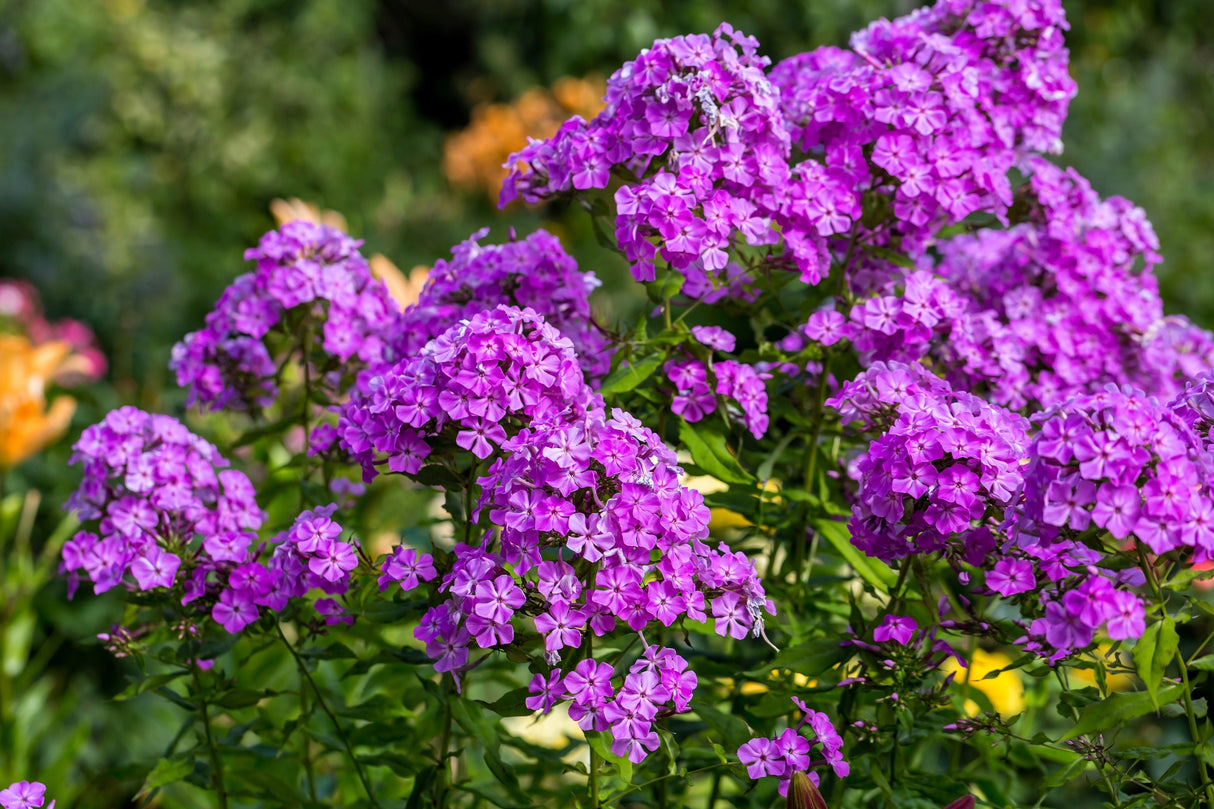 10 Tall PURPLE PHLOX Paniculata Garden Summer Native Hummingbird Flower Seeds