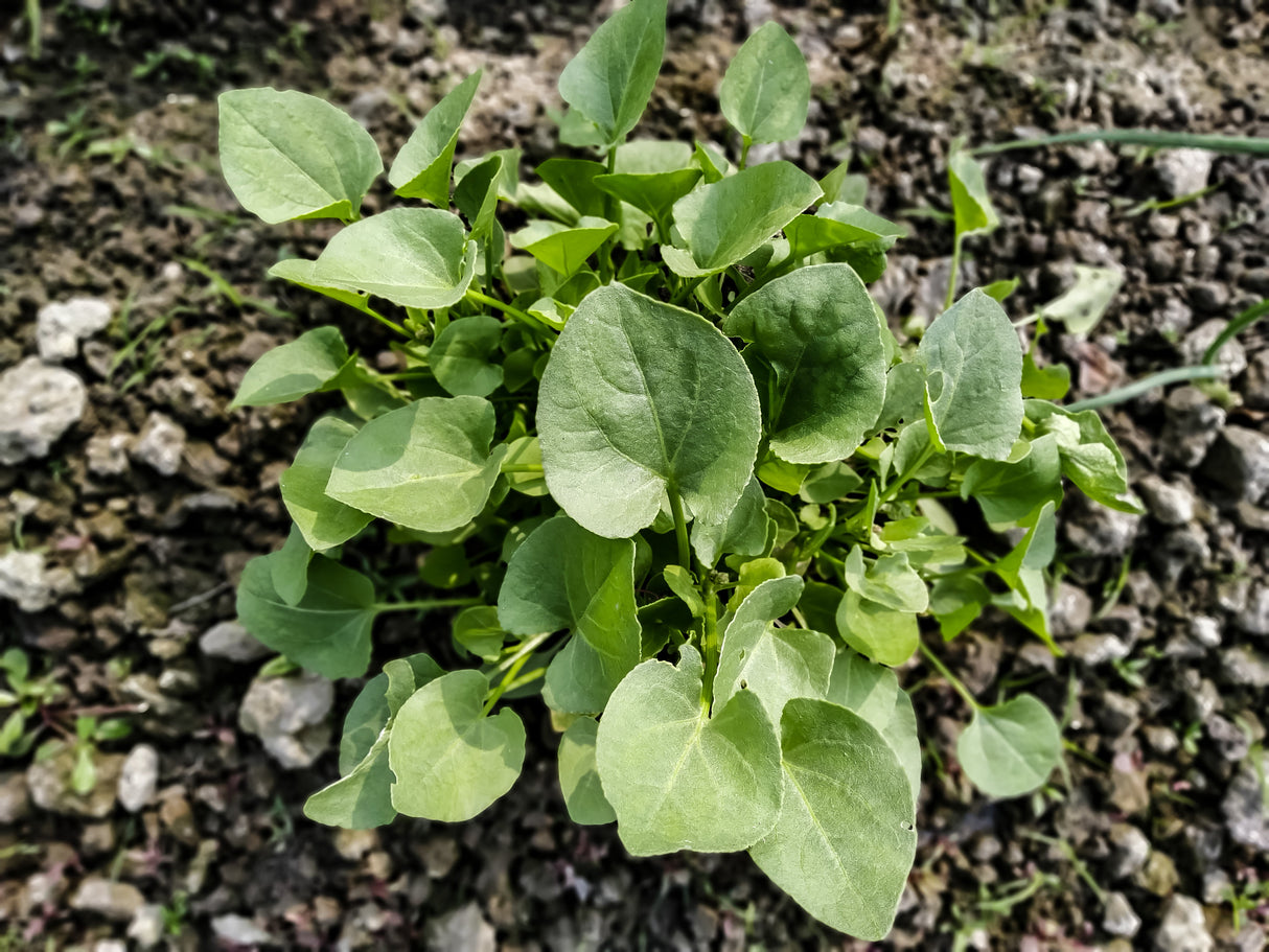 1500 UPLAND CRESS American Land Cress Barbarea Verna Creasy Vegetable Herb Seeds