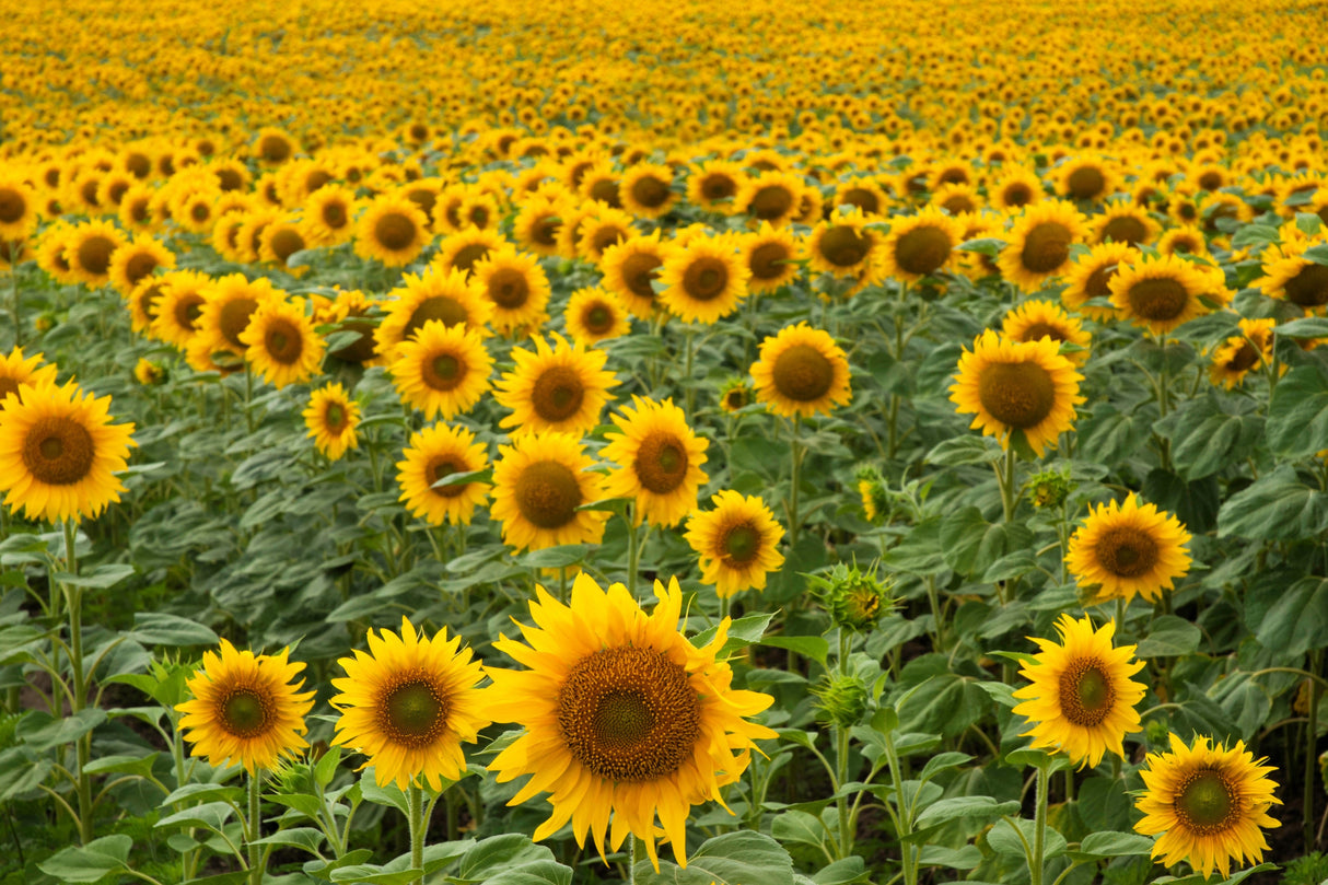 50 HOPI Black Dye SUNFLOWER Helianthus Annuus Flower Seeds