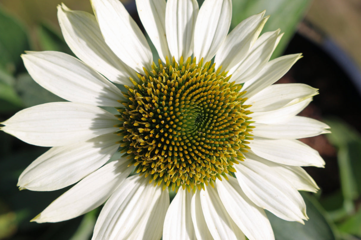 50 WHITE CONEFLOWER Echinacea Purpurea Flower Seeds