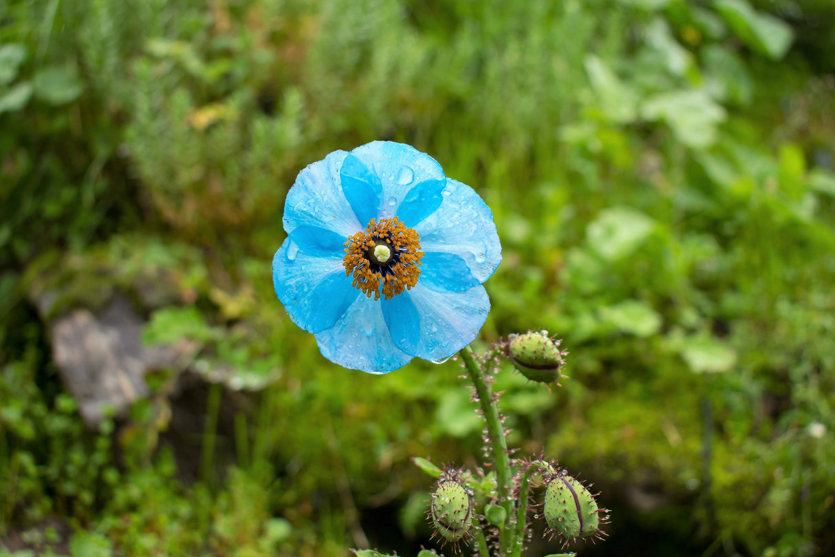 10 BLUE HIMALAYAN POPPY Tibetan Meconopsis Betonicifolia Flower Seeds
