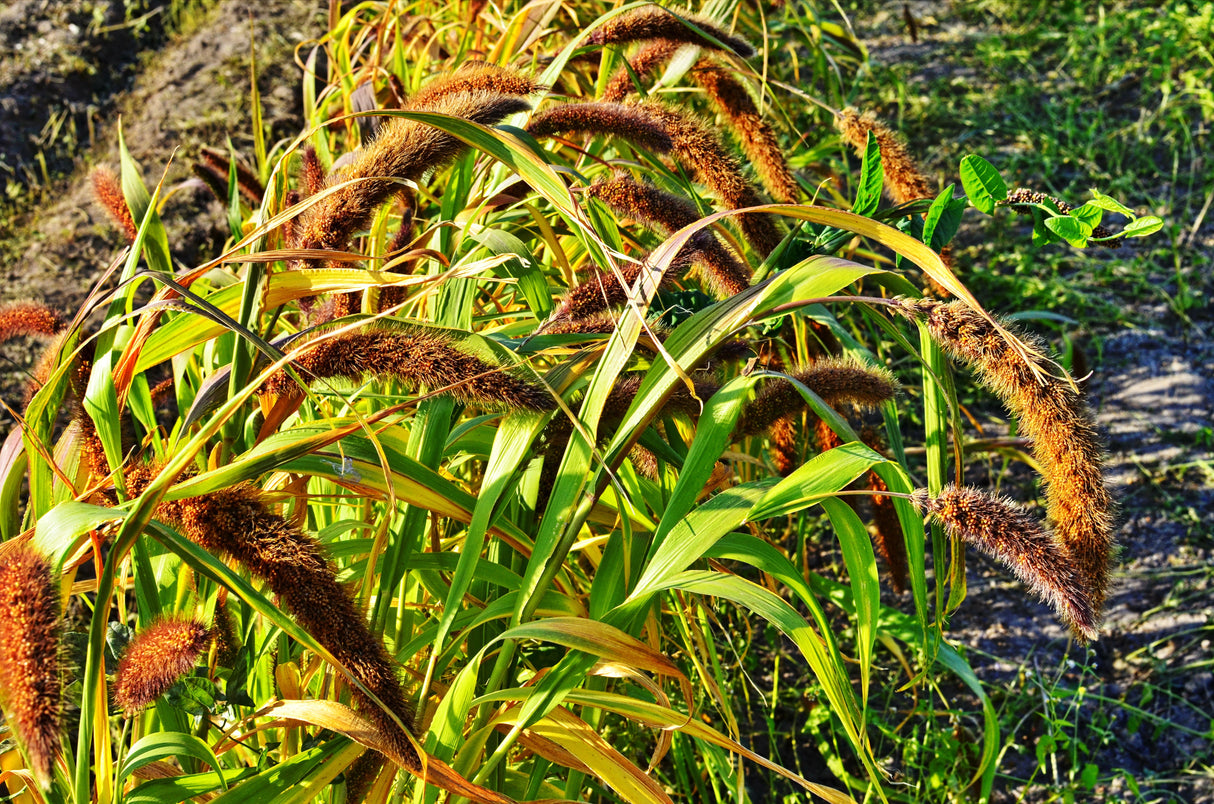 100 FOXTAIL MILLET Setaria Italica Ornamental Grass Flower Seeds