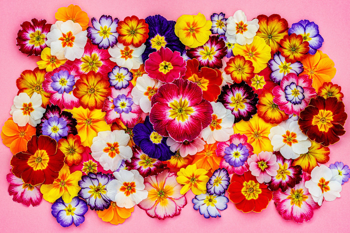 50 MIXED ENGLISH PRIMROSE Primula Vulgaris Acaulis Shade Houseplant Flower Seeds
