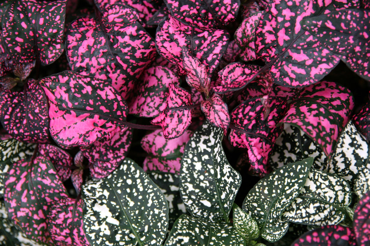 10 Dwarf ROSE Pink POLKA DOT PLANT Splash Select Hypoestes Phyllostachya Flower Houseplant Seeds