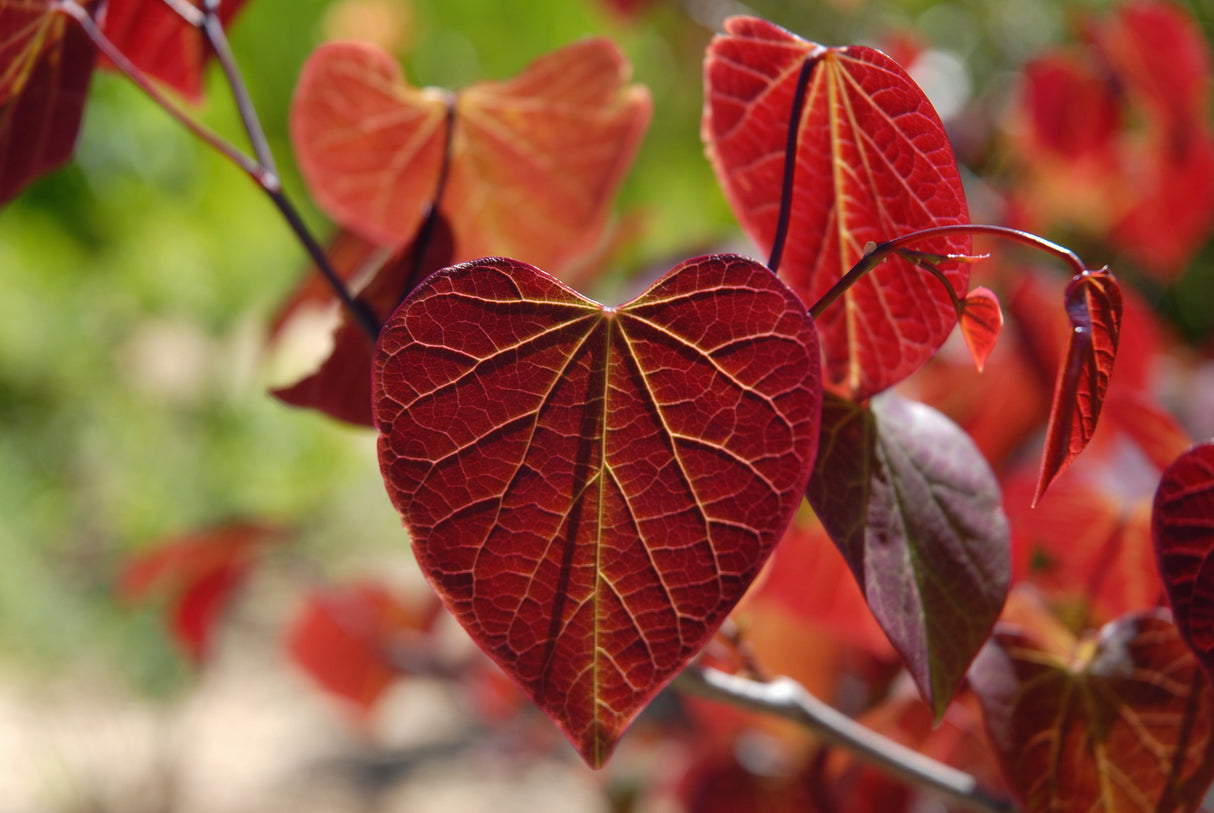 20 Eastern REDBUD TREE Cercis Canadensis Pink Flowering Native Tree Seeds