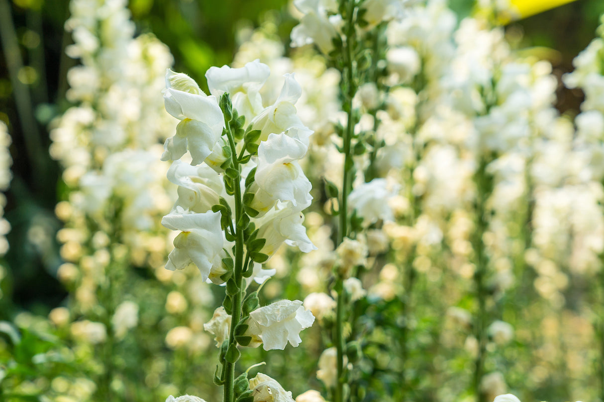 250 WHITE SNOWFLAKE SNAPDRAGON Antirrhinum Majus Flower Seeds
