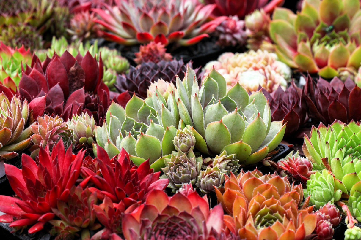 25 MIXED HENS & CHICKS Chickens Succulent (Live Forever) Sempervivum Flower Seeds