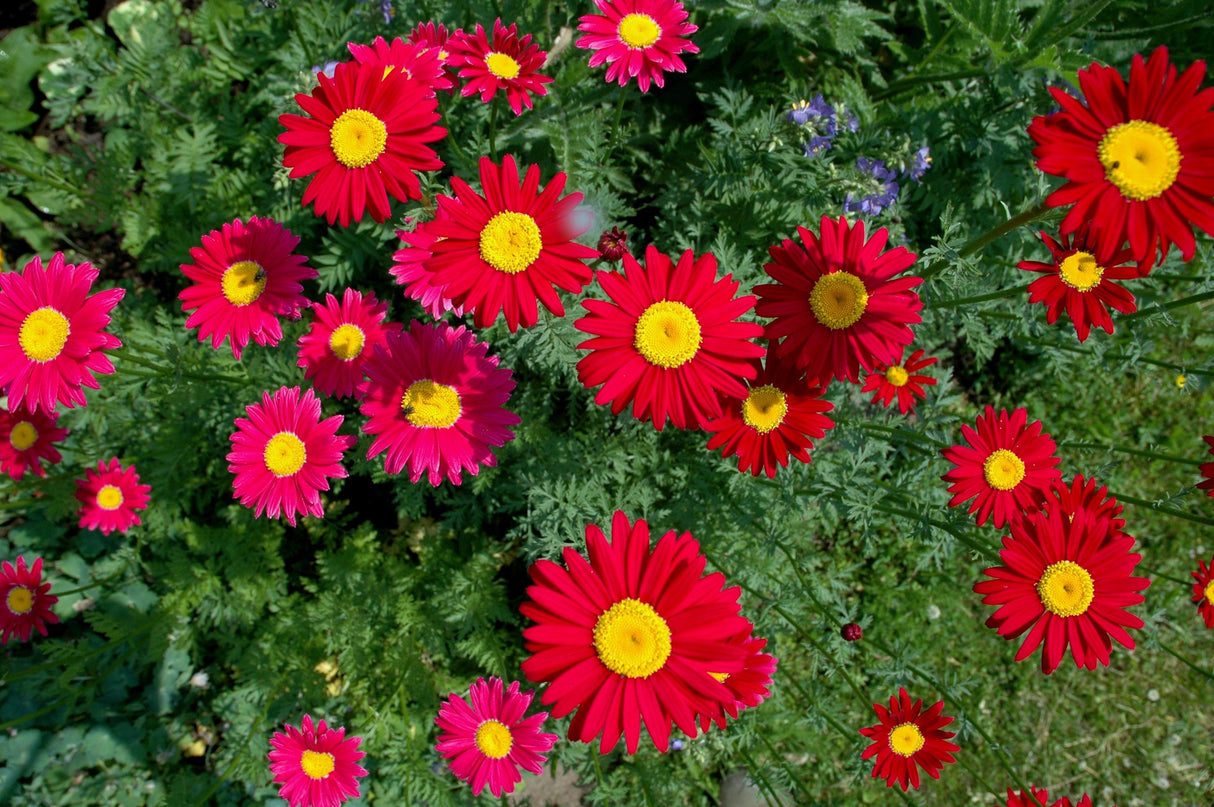 100 Mixed Colors ROBINSONS PAINTED DAISY Chrysanthemum Pink Red Rose & Yellow Pyrethrum Flower Seeds