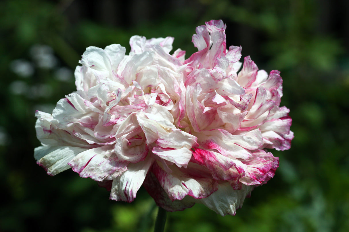 100 Flemish Antique PEONY POPPY MIXED Colors Papaver Peoniflorum Flower Seeds