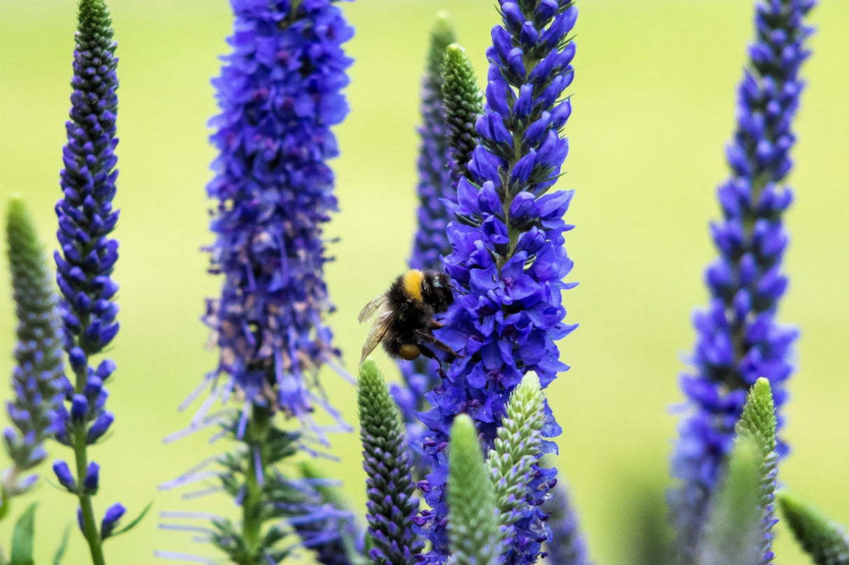 50 Mixed Colors VERONICA SIGHTSEEING MIXTURE (Spike Speedwell) Veronica Spicata Flower Seeds
