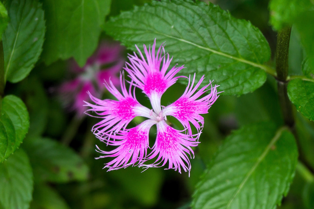 1000 FRINGED PINKS DIANTHUS Superbus White Pink Purple Flower Seeds