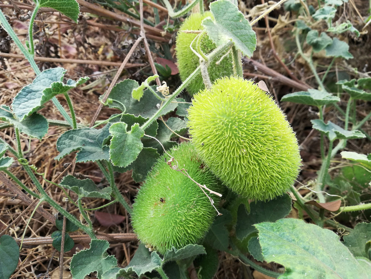 10 WOOLY BEAR GOURD Hedgehog Cucumis Dipsaceus Fuzzy Green Ornamental Seeds