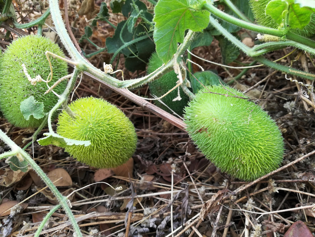 10 WOOLY BEAR GOURD Hedgehog Cucumis Dipsaceus Fuzzy Green Ornamental Seeds