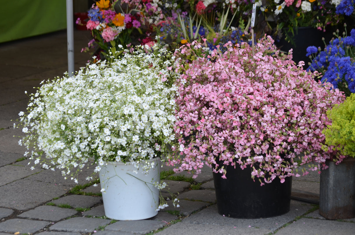 350 RED BABYS BREATH Gypsophila Elegans Baby's Breath Flower Seeds